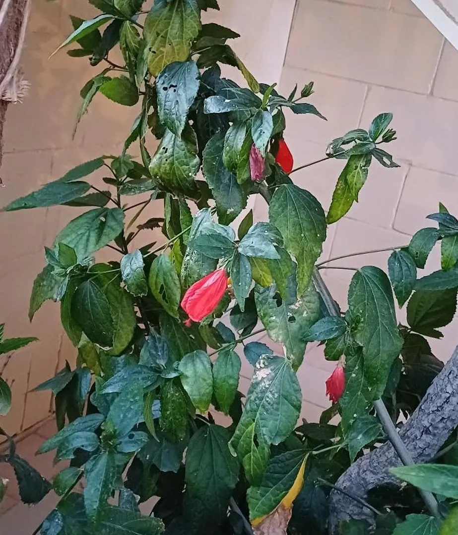 The Roof Garden Apartment Marsaskala 0*,